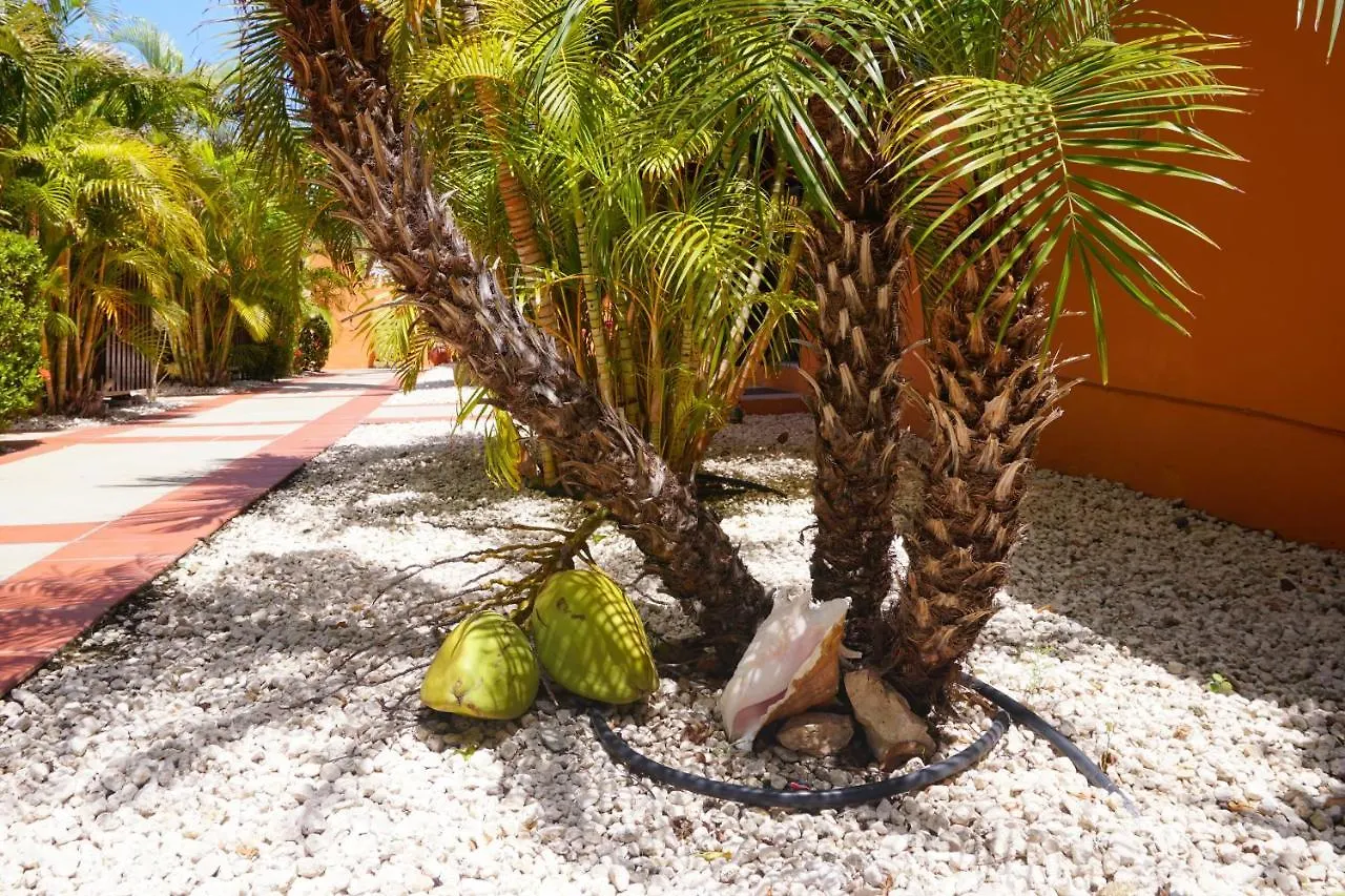 Carinas Studio Apartments Palm Beach Aruba